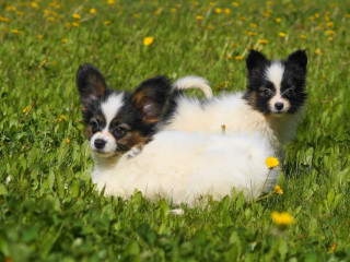 Papillon Girls for Sale in Dallas, TX