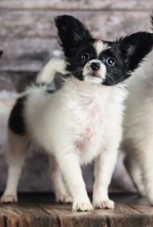 papillon-girls-for-sale-in-dallas-tx-big-2