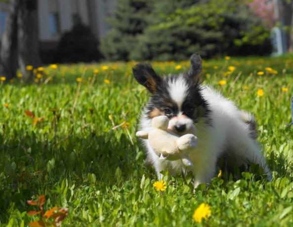 papillon-girls-for-sale-in-dallas-tx-big-4