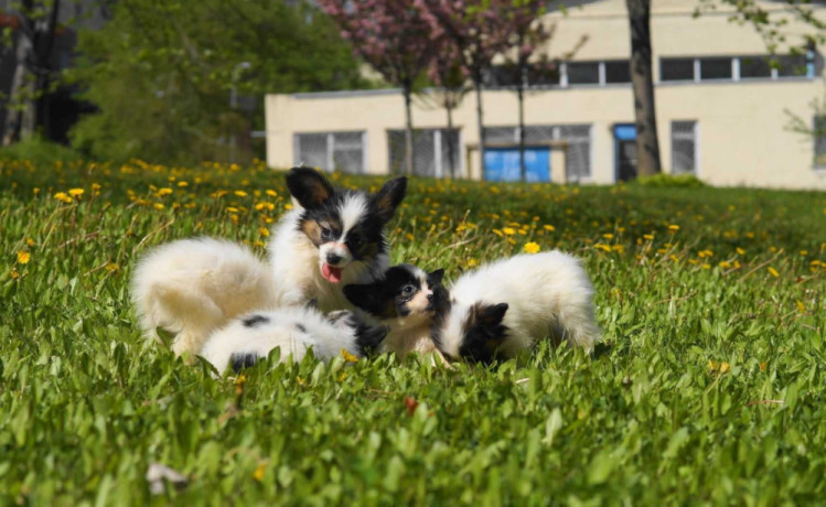 papillon-girls-for-sale-in-dallas-tx-big-6