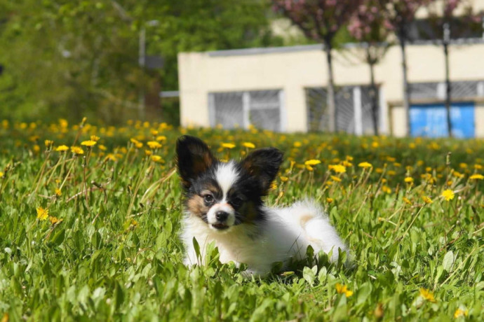 papillon-girls-for-sale-in-dallas-tx-big-5