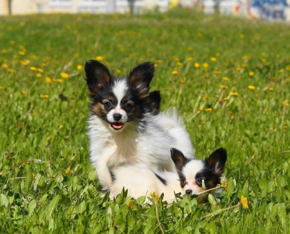 papillon-girls-for-sale-in-dallas-tx-big-3