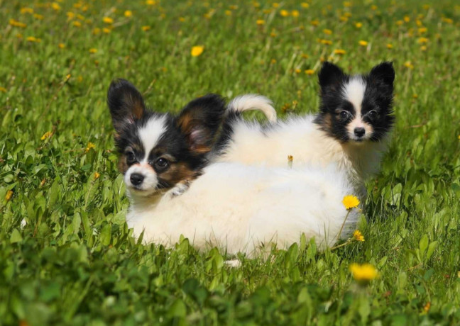 papillon-girls-for-sale-in-dallas-tx-big-0