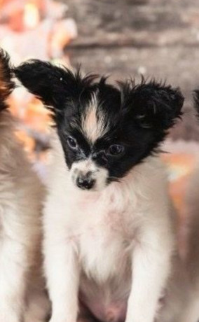 papillon-girls-for-sale-in-dallas-tx-big-1