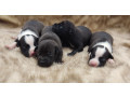 american-pit-bull-terrier-puppies-for-sale-2-males-1-female-small-2