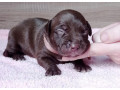 american-pit-bull-terrier-puppies-for-sale-2-males-1-female-small-4