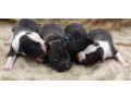 american-pit-bull-terrier-puppies-for-sale-2-males-1-female-small-0