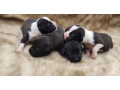 american-pit-bull-terrier-puppies-for-sale-2-males-1-female-small-3