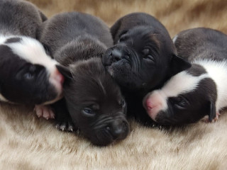 American Pit Bull Terrier Puppies for Sale 2 Males, 1 Female