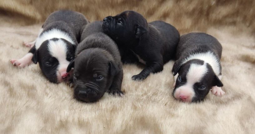 american-pit-bull-terrier-puppies-for-sale-2-males-1-female-big-2