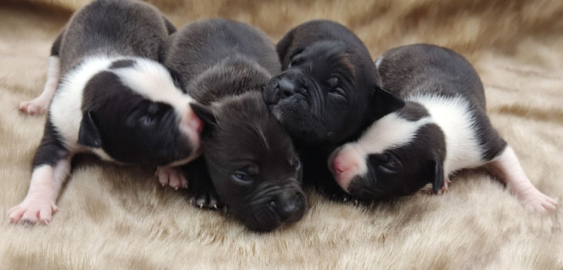 american-pit-bull-terrier-puppies-for-sale-2-males-1-female-big-0