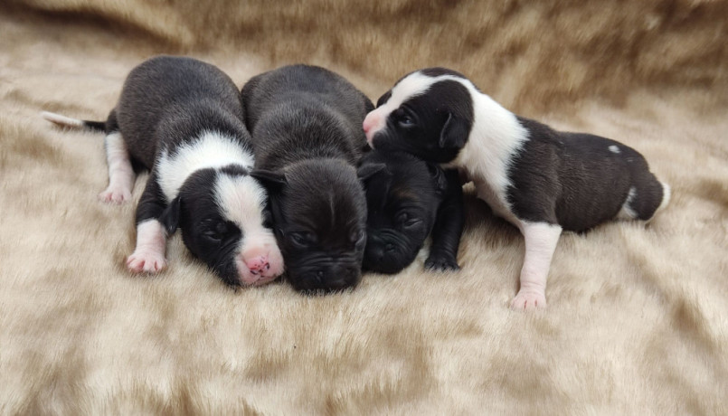 american-pit-bull-terrier-puppies-for-sale-2-males-1-female-big-1