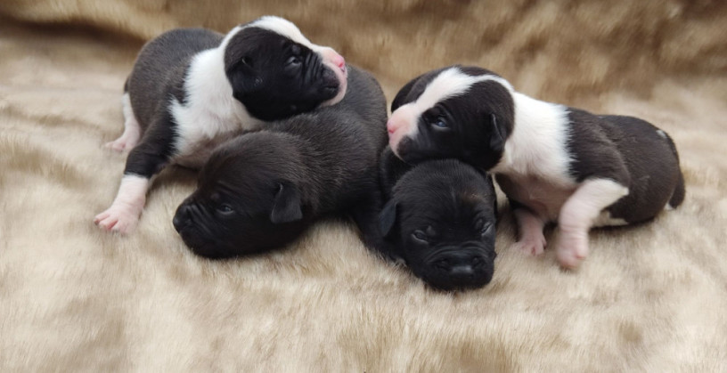 american-pit-bull-terrier-puppies-for-sale-2-males-1-female-big-3