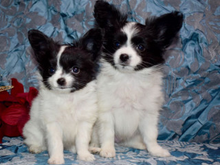 Papillon Boy and Girl from Miami, FL