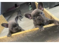 french-bulldog-puppies-two-girls-small-3