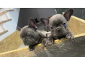 french-bulldog-puppies-two-girls-small-0