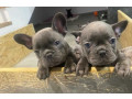 french-bulldog-puppies-two-girls-small-1