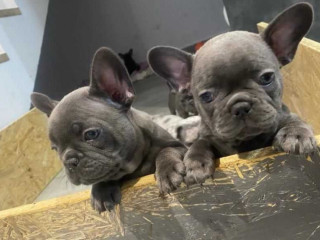 French Bulldog Puppies, Two Girls