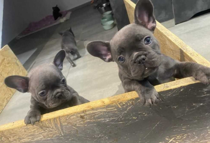 french-bulldog-puppies-two-girls-big-3