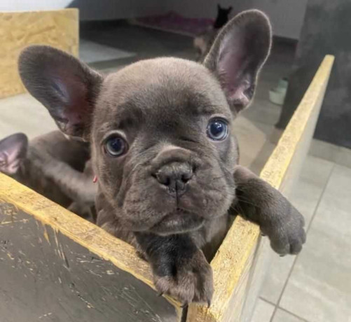 french-bulldog-puppies-two-girls-big-2