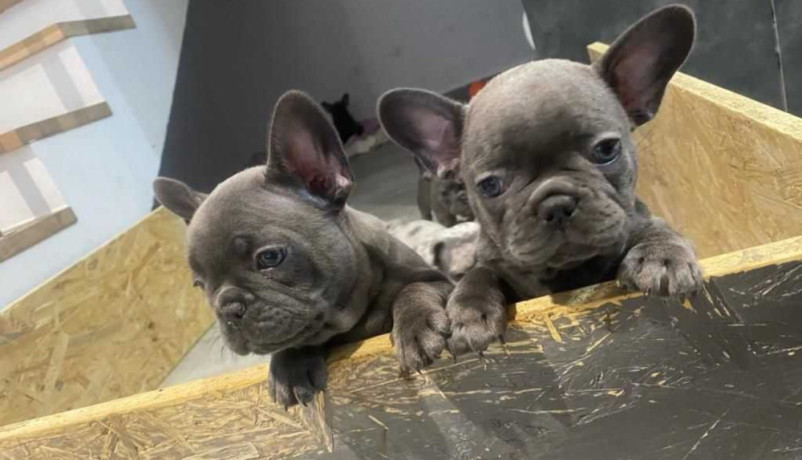 french-bulldog-puppies-two-girls-big-0