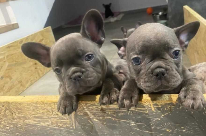 french-bulldog-puppies-two-girls-big-1