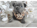 french-bulldog-puppies-for-sale-in-chicago-small-0