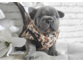 french-bulldog-puppies-for-sale-in-chicago-small-1