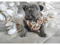 french-bulldog-puppies-for-sale-in-chicago-small-3