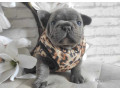 french-bulldog-puppies-for-sale-in-chicago-small-4