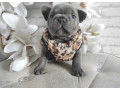 french-bulldog-puppies-for-sale-in-chicago-small-2