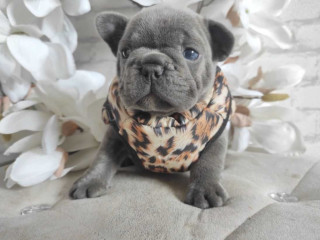 French Bulldog Puppies for Sale in Chicago