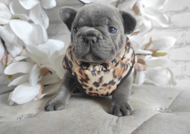 french-bulldog-puppies-for-sale-in-chicago-big-0