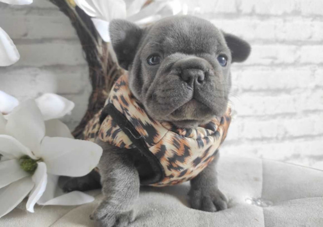 french-bulldog-puppies-for-sale-in-chicago-big-1