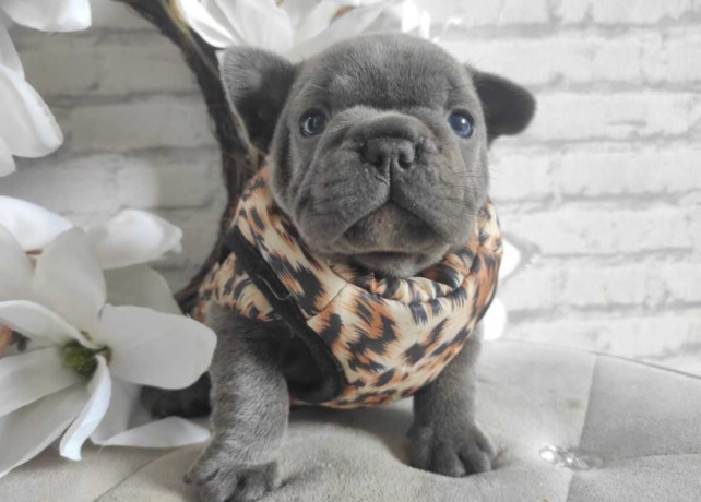 french-bulldog-puppies-for-sale-in-chicago-big-4