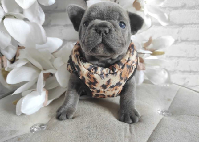 french-bulldog-puppies-for-sale-in-chicago-big-2