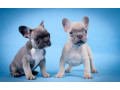 french-bulldog-puppies-for-sale-in-laurel-mt-small-3