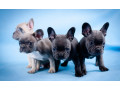 french-bulldog-puppies-for-sale-in-laurel-mt-small-2