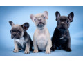 french-bulldog-puppies-for-sale-in-laurel-mt-small-0