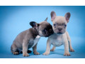 french-bulldog-puppies-for-sale-in-laurel-mt-small-1