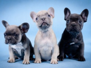 French Bulldog Puppies for Sale in Laurel, MT