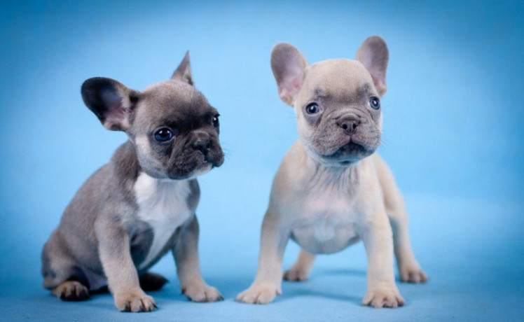 french-bulldog-puppies-for-sale-in-laurel-mt-big-3