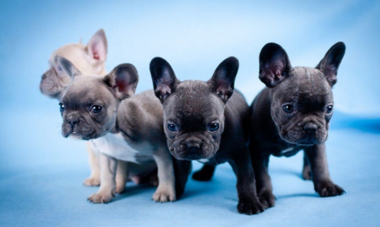 french-bulldog-puppies-for-sale-in-laurel-mt-big-2