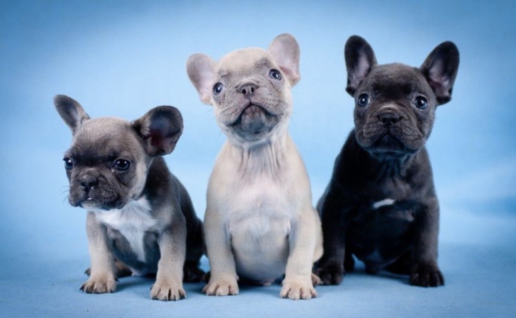 french-bulldog-puppies-for-sale-in-laurel-mt-big-0