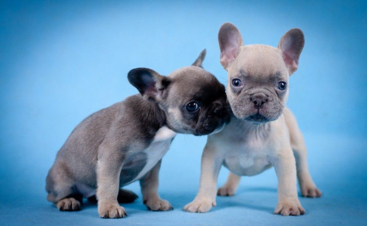 french-bulldog-puppies-for-sale-in-laurel-mt-big-1