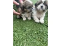 shih-tzu-puppies-small-2