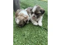 shih-tzu-puppies-small-5