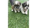 shih-tzu-puppies-small-0