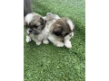 shih-tzu-puppies-small-4