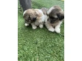 shih-tzu-puppies-small-3